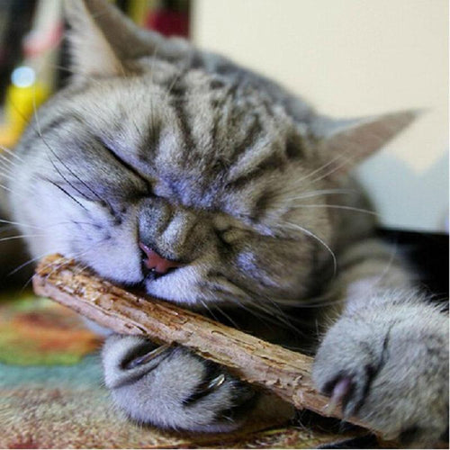 20pcs Natural Silver Vine Pet Cat Molar Toothpaste Stick